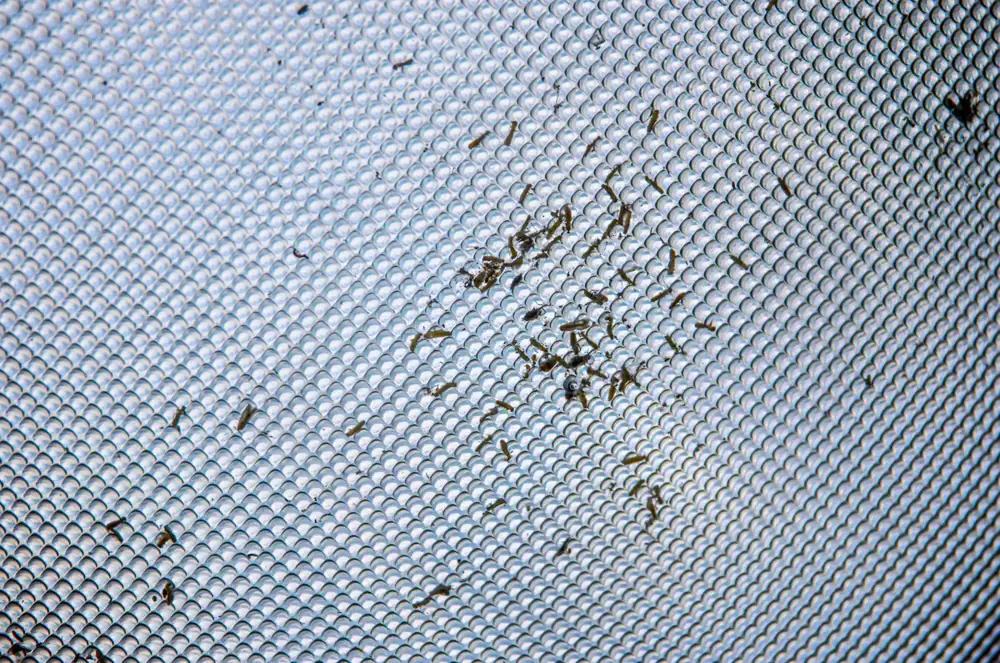 Small insects stopped on the outside of a fine window mesh, showing why mesh count matters for a mosquito net for windows