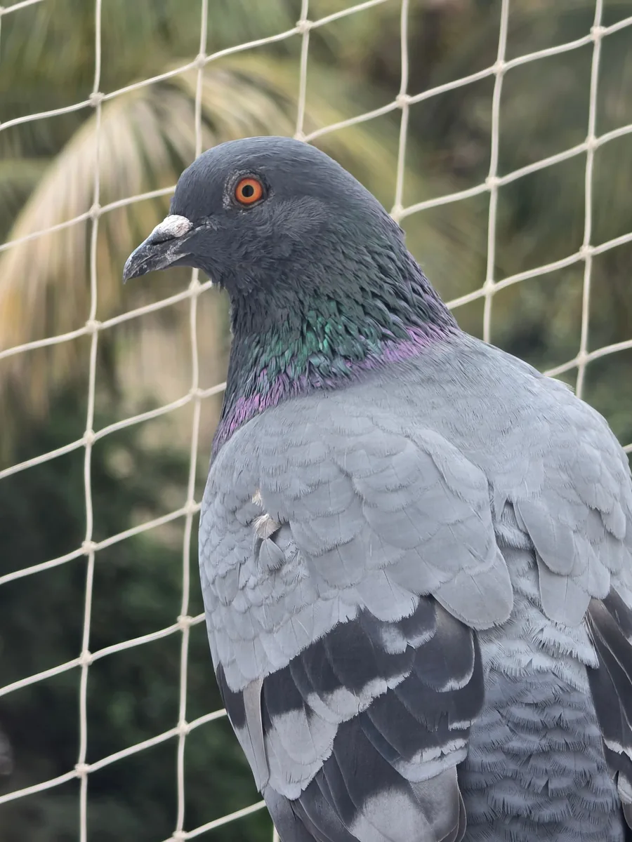 Pigeon kept outside a balcony by a white bird net, a humane way to get rid of pigeons