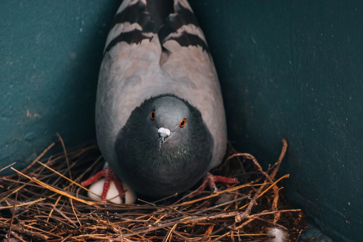 Pigeon sitting on its nest with an egg on a building ledge