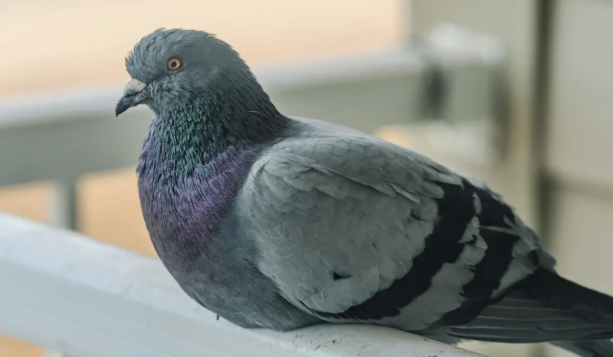 Get Rid of Pigeons From Your Balcony: Humane Methods Compared