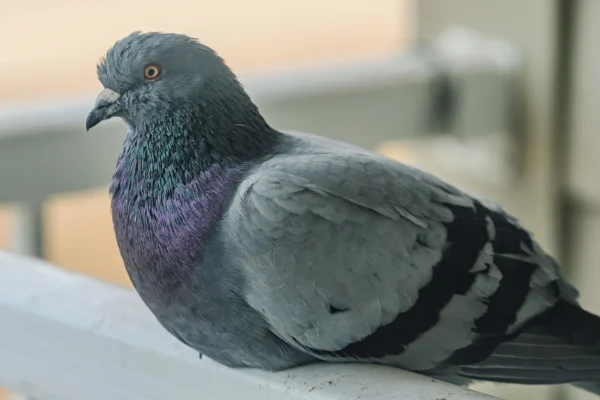 Get Rid of Pigeons From Your Balcony: Humane Methods Compared