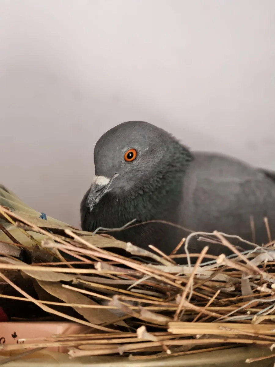 Pigeon sitting on a loose twig nest, like those found behind an AC unit