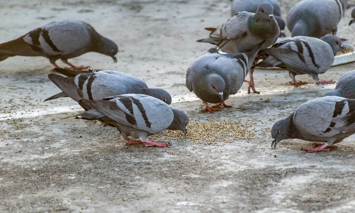Flock of pigeons eating grain scattered on the ground