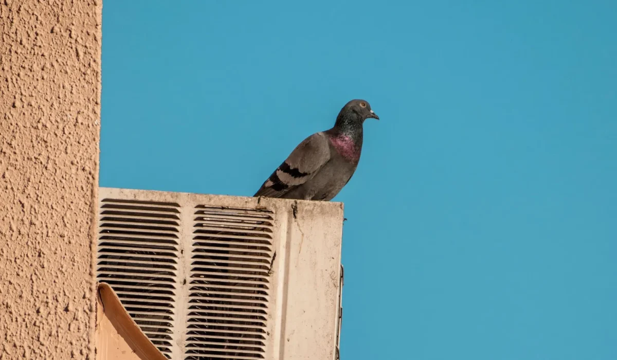 Pigeons on AC Unit: Why They Nest There and How to Stop Them