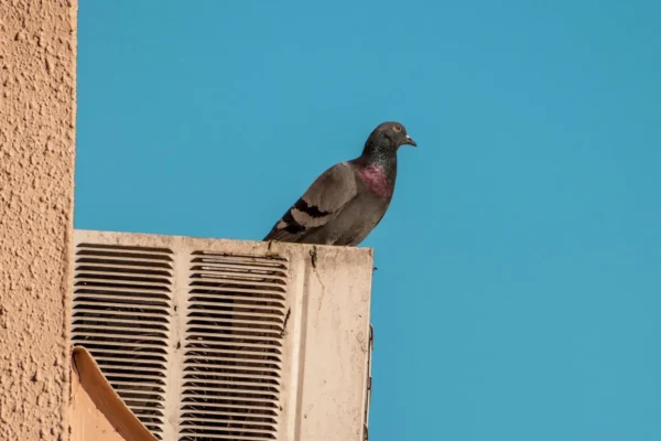 Pigeon sitting on an AC unit fixed to an apartment wall against a blue sky